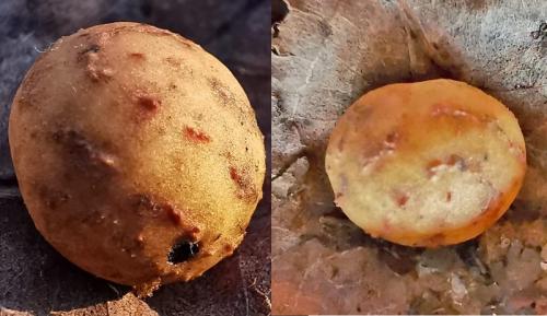 Réf. 318 632 : Cynips quercus